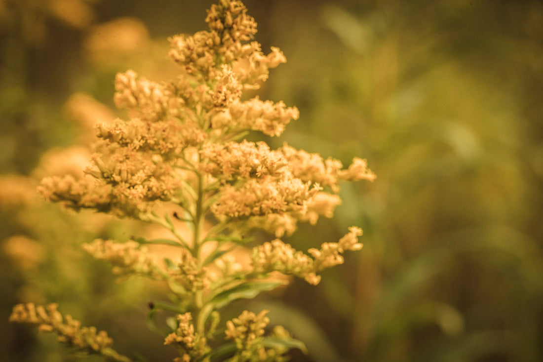GOLDENROD— The Sun’s Last Flame · Healer of Resilience + Radiance | Plant Bible
