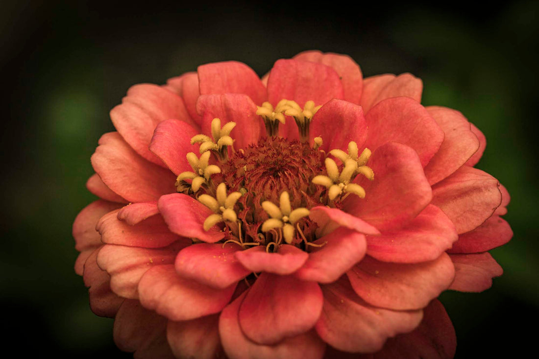 ZINNIA — The Sun-Drenched Muse of the Meadow | Plant Bible