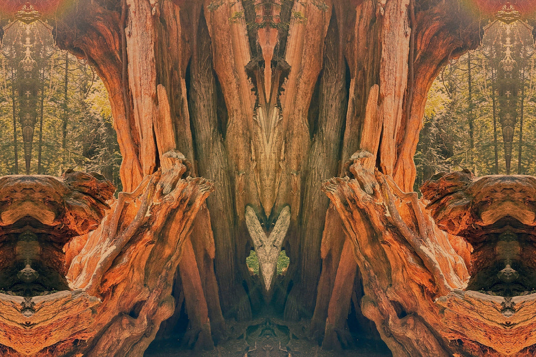 CEDAR— Evergreen Guardian · Keeper of Purification · Spirit of Protection | Plant Bible