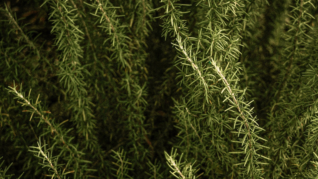 ROSEMARY — Herb of Remembrance · Guardian of Clarity · Flame of Vitality | Plant Bible