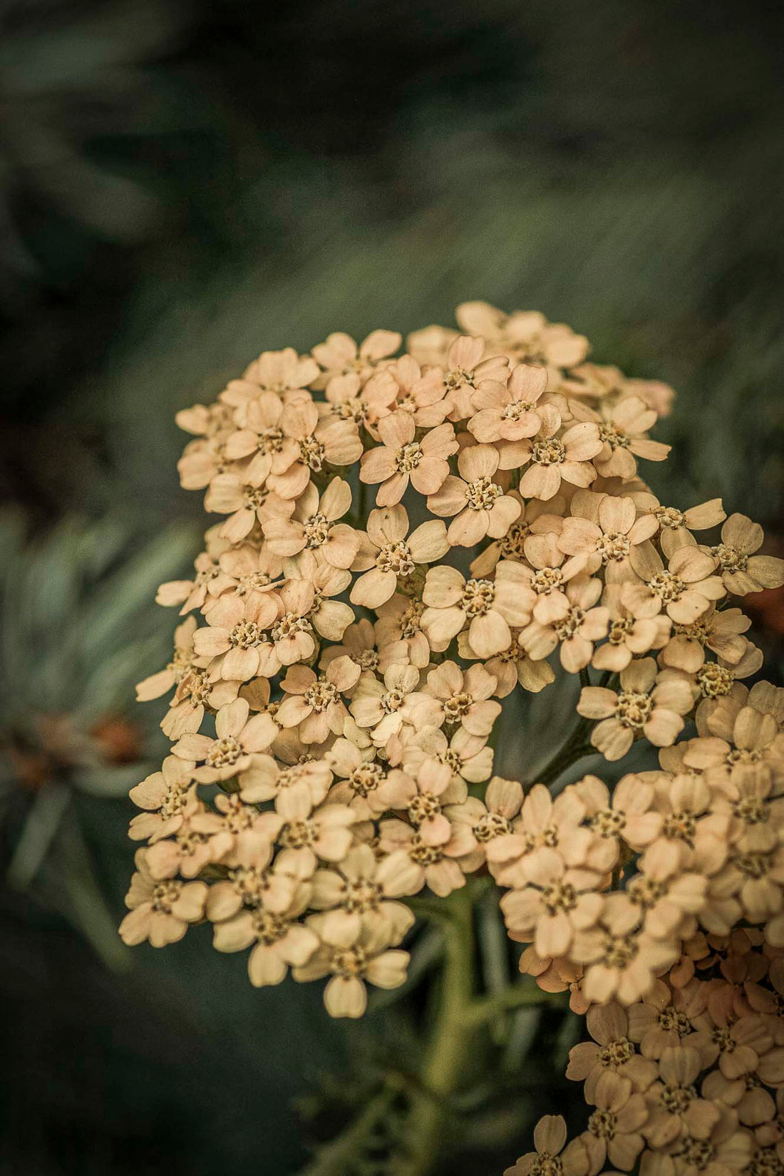 YARROW — Warrior’s Herb · Healer’s Touch · Meadow Guardian | Plant Bible