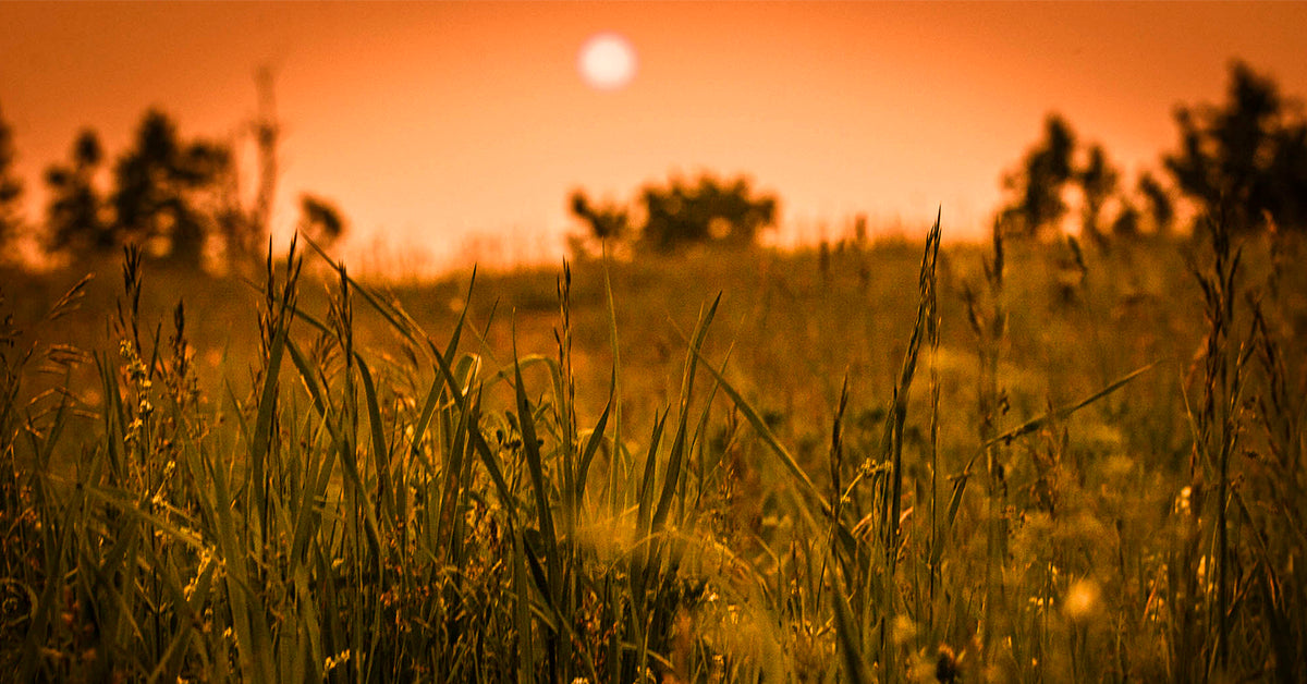 Re-WYLDE | GROUND • BREATH • BELONG