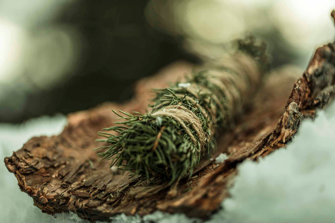 SPRUCE | The Forest Frequency Evergreen Bridge