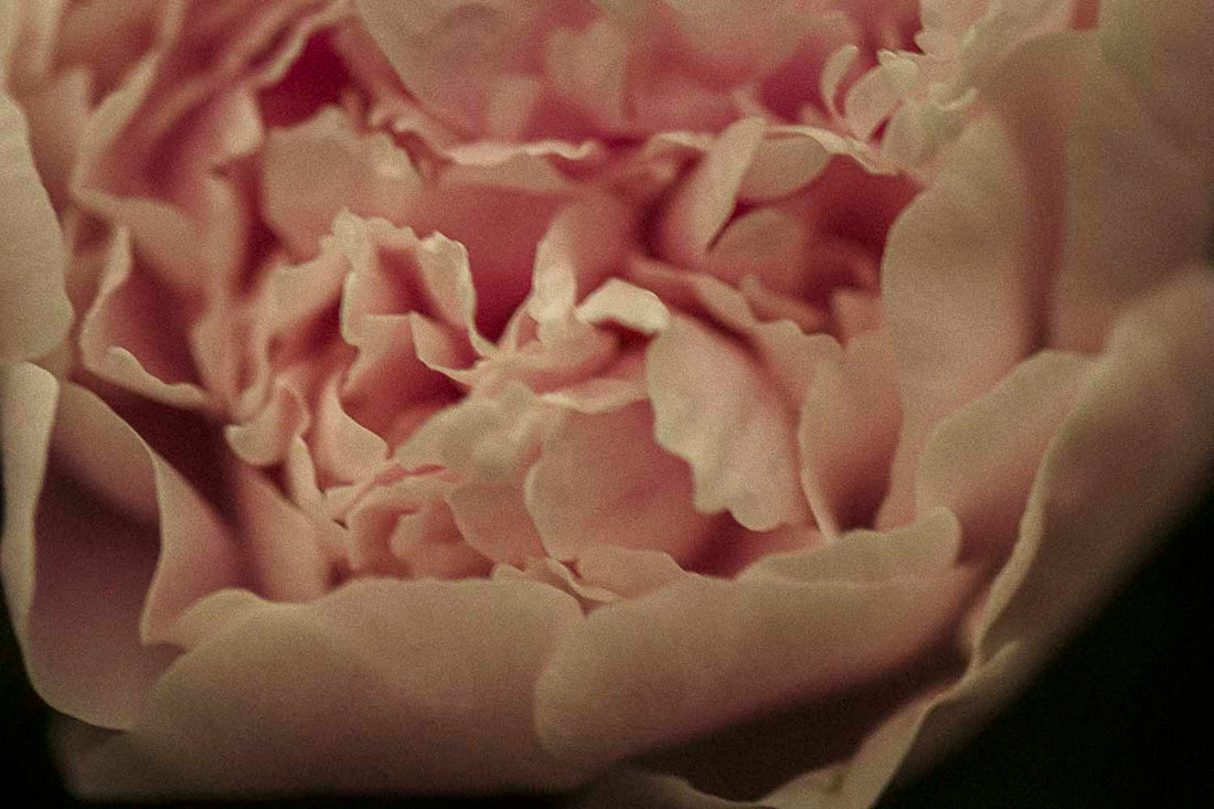 Peony | Keeper of Beauty, Bloom of Devotion, Altar of Abundance