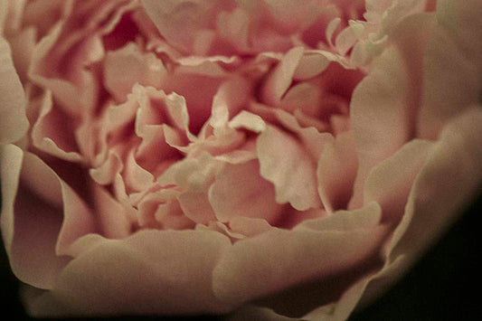 Peony | Keeper of Beauty, Bloom of Devotion, Altar of Abundance