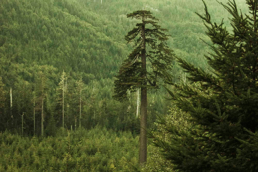 DOUGLAS FIR | The Forest Frequency