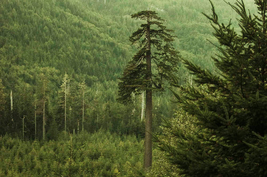 DOUGLAS FIR | The Forest Frequency