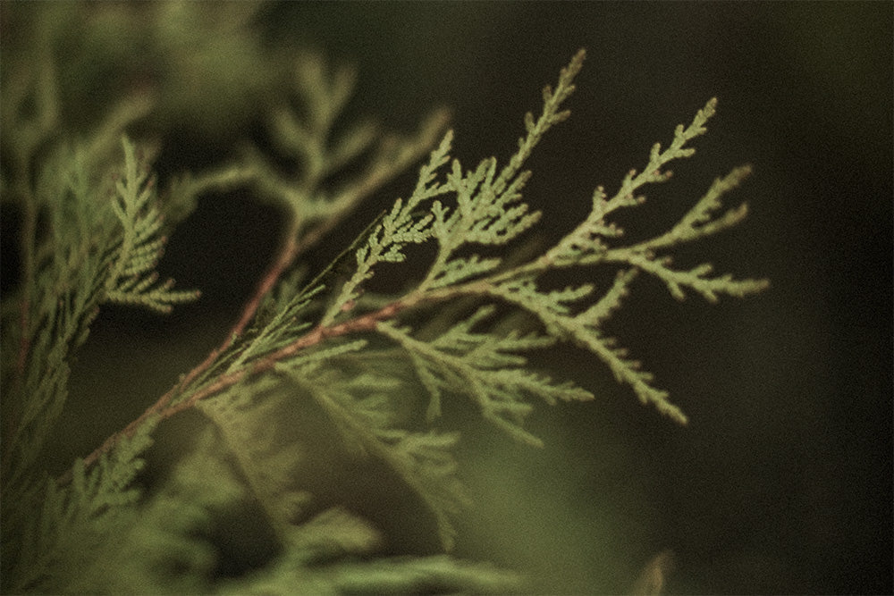 Cedar | Forest Frequency Spirit of Protection