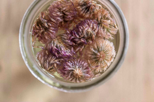 Red Clover Tea | A Bloom for Your Blood + Your Glow