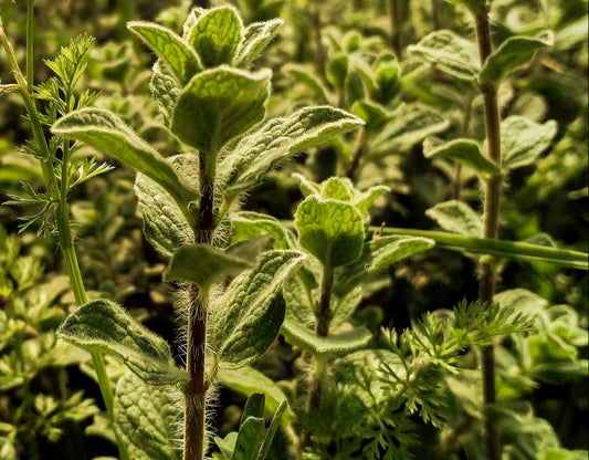 OREGANO — Spiritual, Topical + Herbal Uses for Glow + Gut | Plant Bible