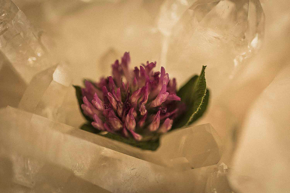 Red Clover | Herbal, Spiritual & Skin Rituals for Glow, Hormone Balance + Abundance