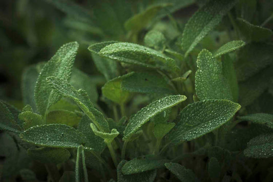 Sage | Smoke of Wisdom, Keeper of Clarity, Sacred Cleanser