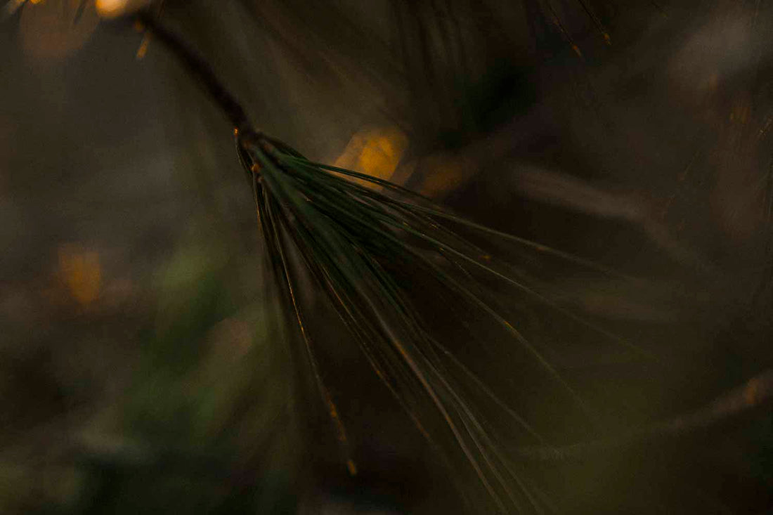 Eastern White Pine | Spiritual + Herbal Rituals