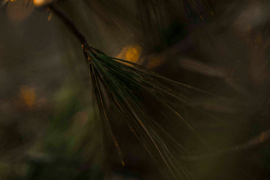Eastern White Pine | Spiritual + Herbal Rituals