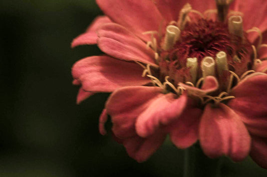 Zinnia | The Sun-Drenched Muse of the Meadow