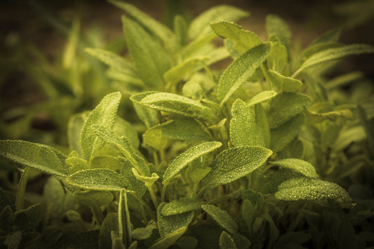 SAGE— Smoke of Wisdom · Keeper of Clarity · Sacred Cleanser | Plant Bible