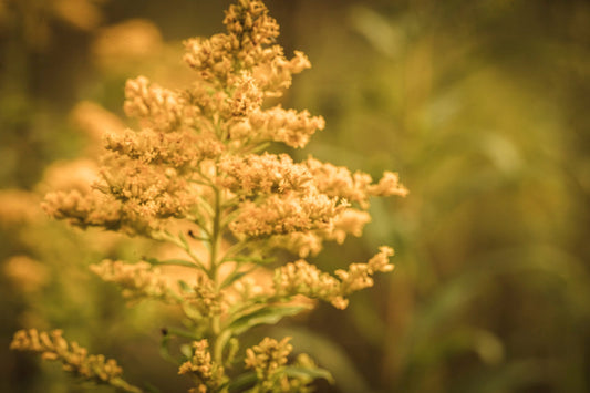 Goldenrod | The Sun’s Last Flame, Healer of Resilience + Radiance