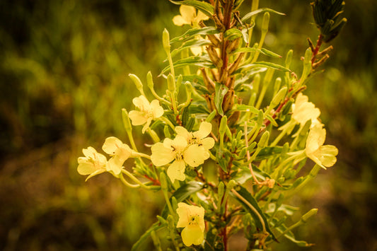 EVENING PRIMROSE— Moon Bloom of Renewal · Keeper of Cycles · Golden Healer | Plant Bible