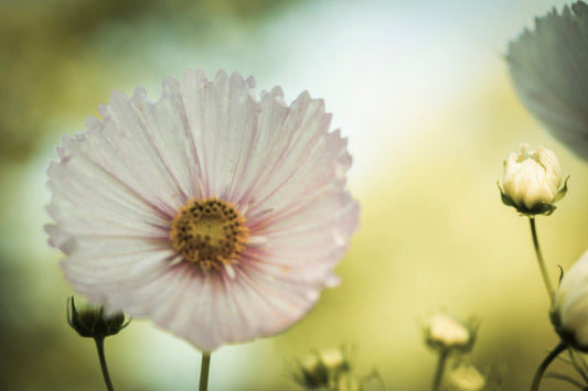COSMOS— Wild Bloom of Balance · Flower of Harmony · Muse of the Stars | Plant Bible