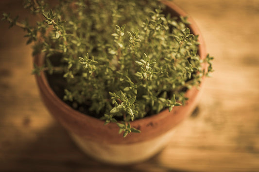 THYME — Ancient Healer · Herb of Courage · Keeper of Breath | Plant Bible