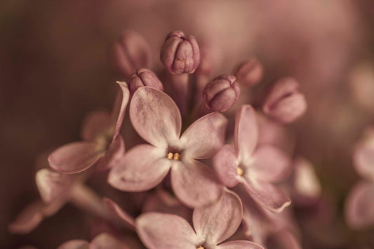 LILAC | Bloom of Memory + Renewal - Benefits for Ritual, Skincare + Healing | PLANT BIBLE