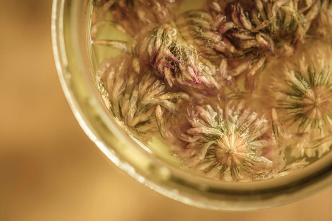 Red Clover Tea — A Bloom for Your Blood + Your Glow | Plant Bible
