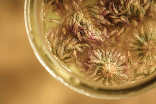 RED CLOVER TEA | A Bloom for Your Blood + Your Glow
