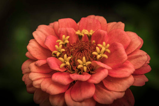 ZINNIA — The Sun-Drenched Muse of the Meadow | Plant Bible