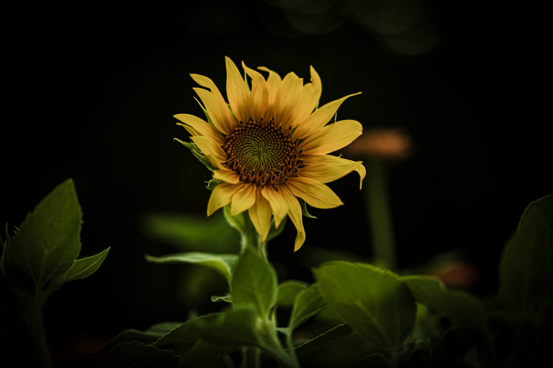 SUNFLOWER— Golden Face of the Sun · Keeper of Joy · Spirit of Radiance | Plant Bible