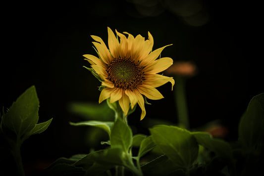 SUNFLOWER— Golden Face of the Sun · Keeper of Joy · Spirit of Radiance | Plant Bible