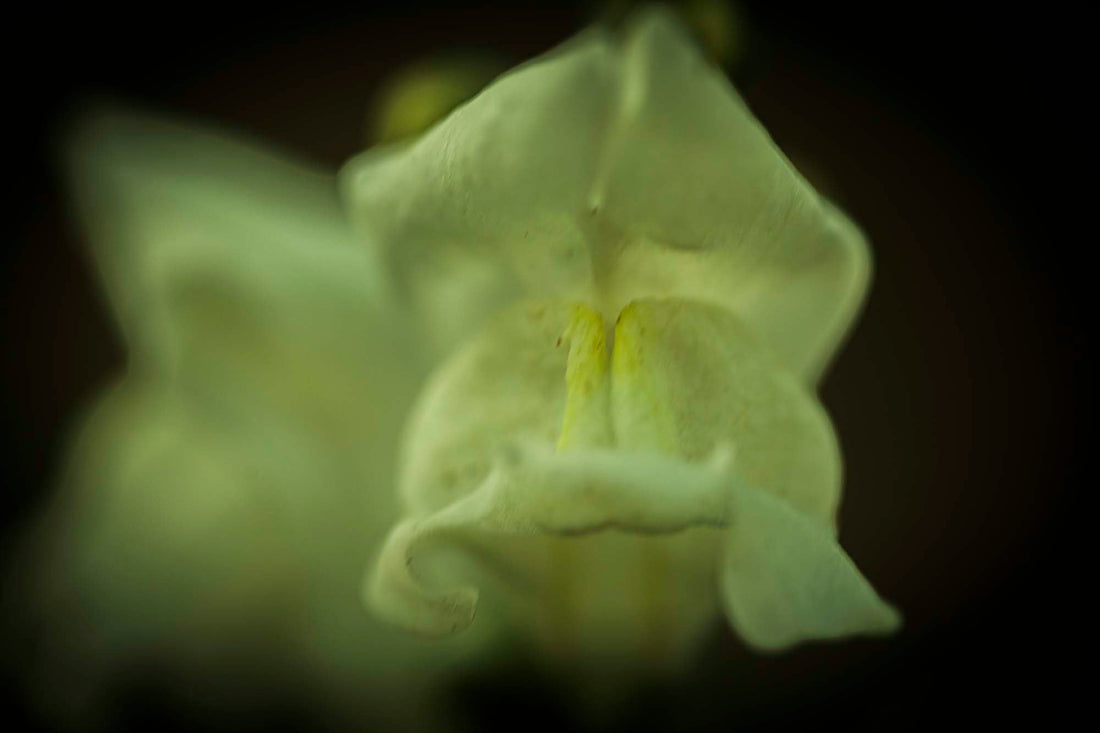 SNAPDRAGON— Folklore, Rituals & Growing Tips, Dragon’s Breath in Bloom | Plant Bible