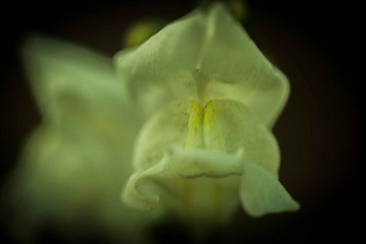 SNAPDRAGON— Folklore, Rituals & Growing Tips, Dragon’s Breath in Bloom | Plant Bible