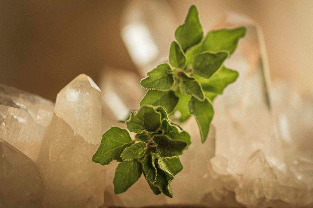 Oregano | Spiritual, Topical + Herbal Uses for Glow