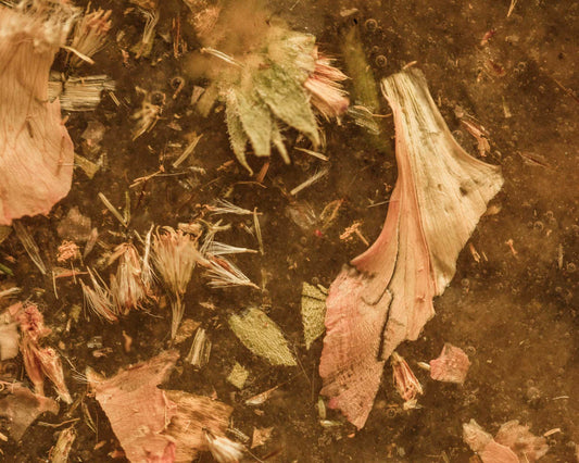 Close-up of handcrafted botanical paper suspended in golden resin. Wisps of dried petals, grass, and herbs are embedded in the earthy surface, creating a textured, alchemical collage. 