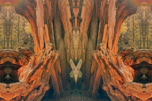 CEDAR— Evergreen Guardian · Keeper of Purification · Spirit of Protection | Plant Bible