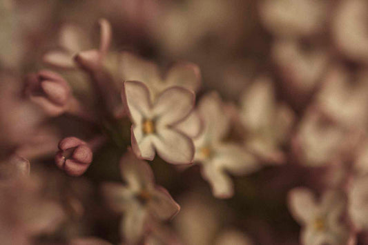 Lilac | Ritual Benefits Skincare + Healing