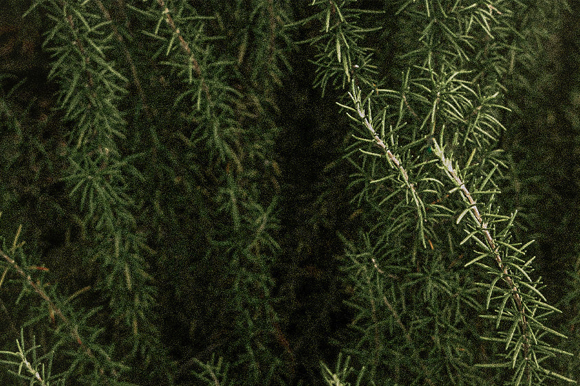 Rosemary | Herb of Remembrance, Guardian of Clarity, Flame of Vitality