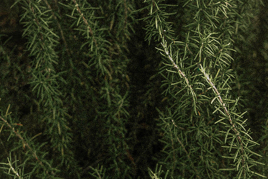 Rosemary | Herb of Remembrance, Guardian of Clarity, Flame of Vitality