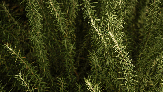 ROSEMARY — Herb of Remembrance · Guardian of Clarity · Flame of Vitality | Plant Bible