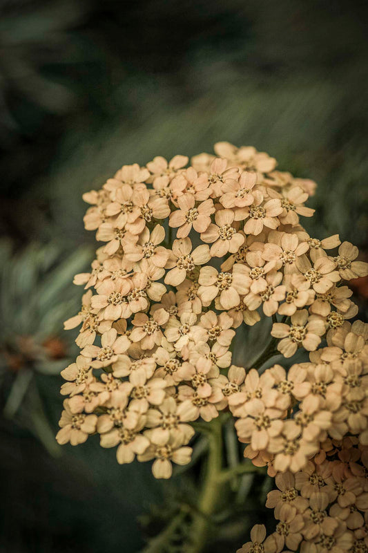 YARROW — Warrior’s Herb · Healer’s Touch · Meadow Guardian | Plant Bible