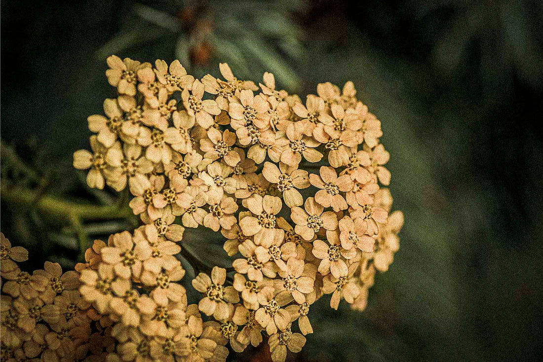 Yarrow | Warrior’s Herb, Healer’s Touch, Meadow Guardian