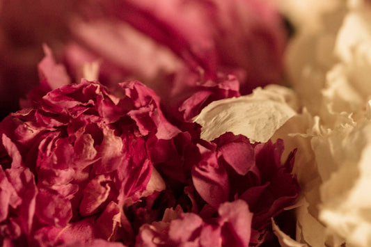 PEONY— Keeper of Beauty · Bloom of Devotion · Altar of Abundance | Plant Bible