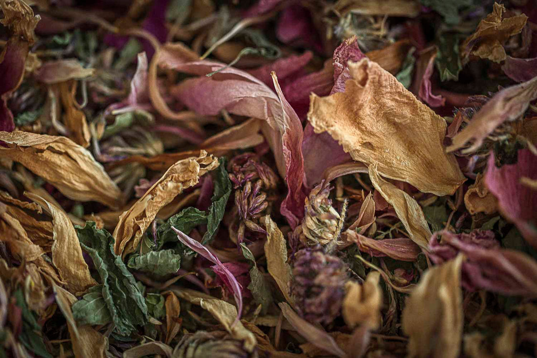 The Bloom Below, A WYLDE Guide to Yoni Health
