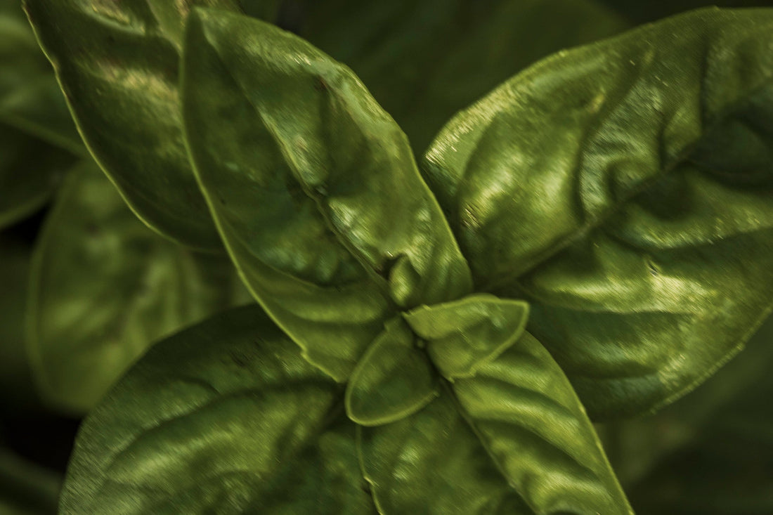BASIL— Sacred Green Fire · Herb of Devotion · Protector of Thresholds | Plant Bible
