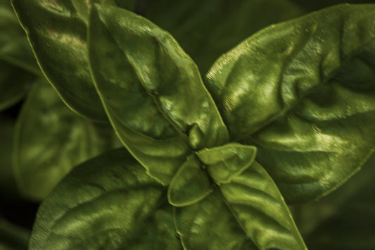 BASIL— Sacred Green Fire · Herb of Devotion · Protector of Thresholds | Plant Bible