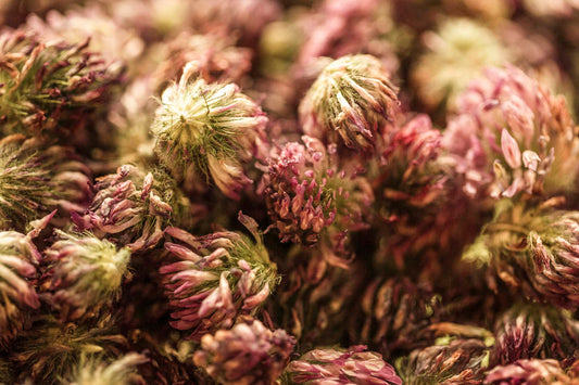 RED CLOVER | Herbal, Spiritual & Skin Rituals for Glow, Hormone Balance & Abundance | PLANT BIBLE
