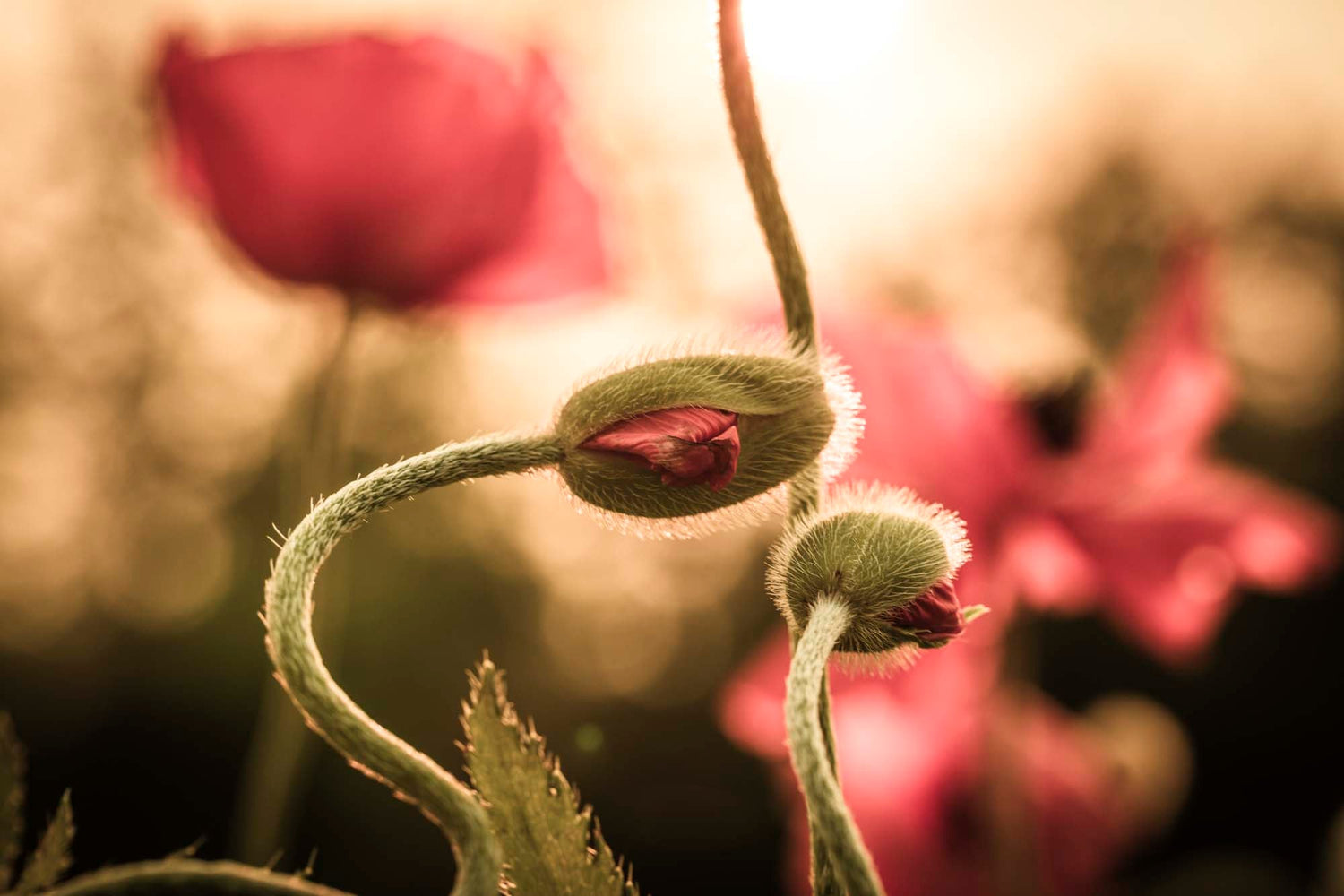 WYLDE in Bloom