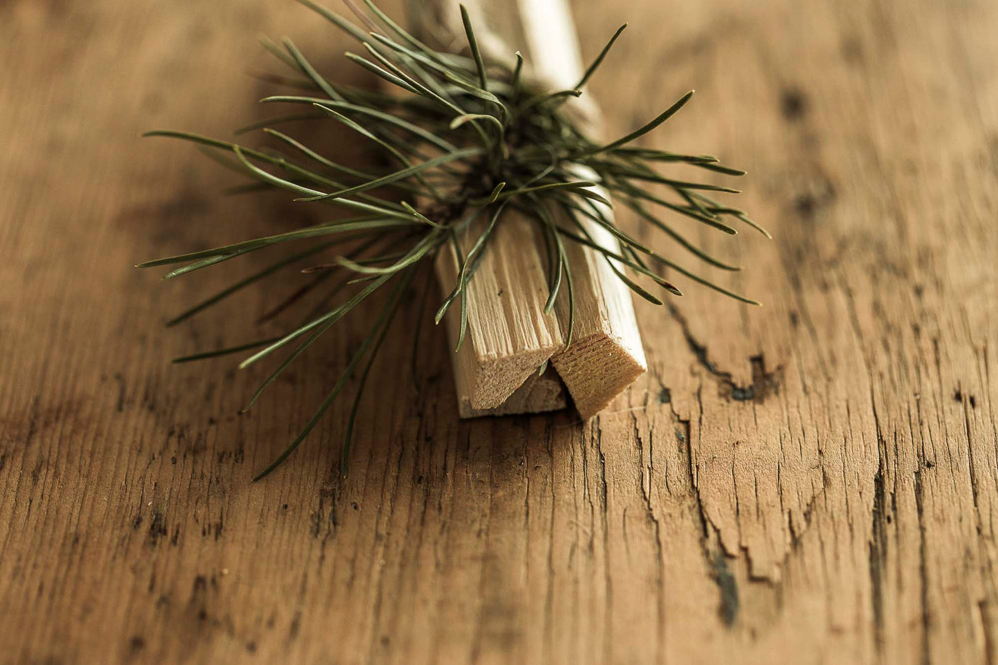 PINE SMUDGE | Ritual Sticks