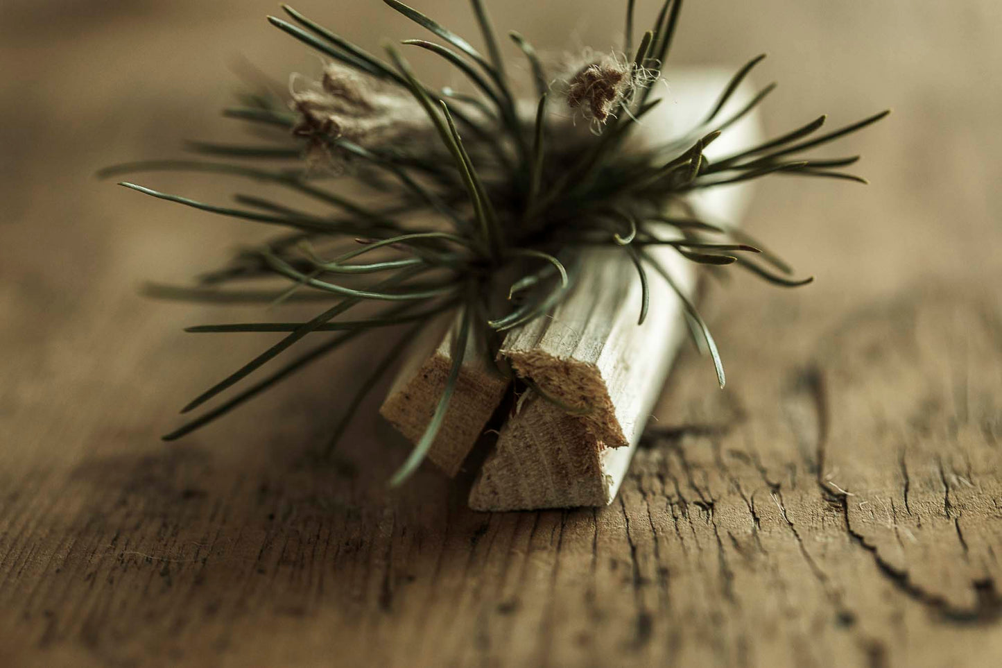 PINE SMUDGE | Ritual Sticks