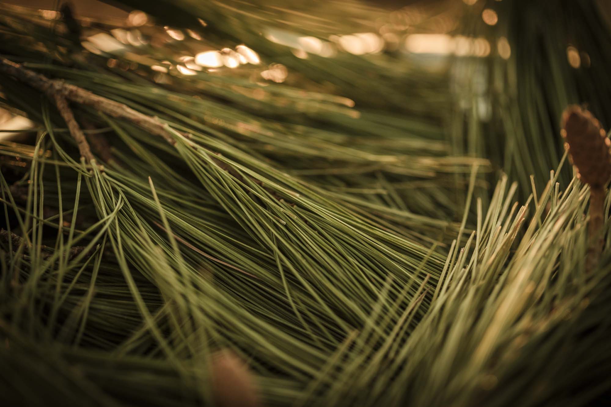 WYLDE GOLD | Amy's Acres pine needles
